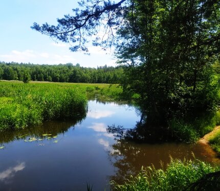 Красивый участок у леса и реки