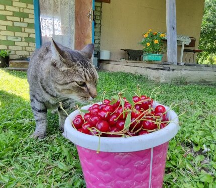 Сдается на лето милый домик и участок с плодородной землей. Всего 5 мин до электрички! Уютная кухня-веранда, комната 18 кв.м, отделка ДСП, отопление - ТЭН. Биотуалет в соседней постройке. Вода центральная, можно провести в дом. В поселке есть магазин, рядом Дзержинск, дороги асфальтированы. Вас будут радовать кусты сладкой малины, сливовые деревья, яблони + и то что вы вырастите сами! Соседи супер, а сам участок - счастливое место для приятных выходных или жизни на природе.