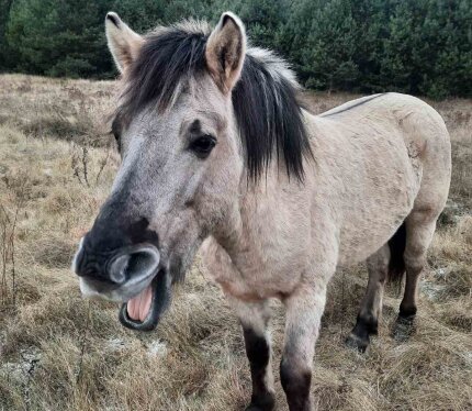 Если есть желание побыть в Налибокской пуще подольше,иметь возможность увидеть диких животных,не отрываясь при этом от благ цивилизации Приезжайте насладиться тишиной в экологичном домике на опушке одного из самых больших лесных массивов Восточной Европы На просторном участке рядом с домом водоем,деревянные качели Приезжает продуктовая лавка по понедельникам и пятницам.В доме оборудована кухня и санузел с душевой Стиральная машина Вода из скважины Бойлер для горячего душа Все для комфорта
