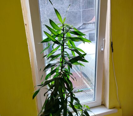 Комната в частном доме Минска, тихое уютное место для жизни, все удобства , интернет, парковка, кондиционер, посуда, место для барбекю, для студента или работающего мужчины, не пьющего, надолго, с коммунальными платежами.