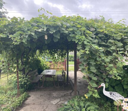 Дачный участок под аренду. Домик, обработка земли, пакос травы, порядок на участке. Автобус ходит в Минск. Тихая деревня, магазин.