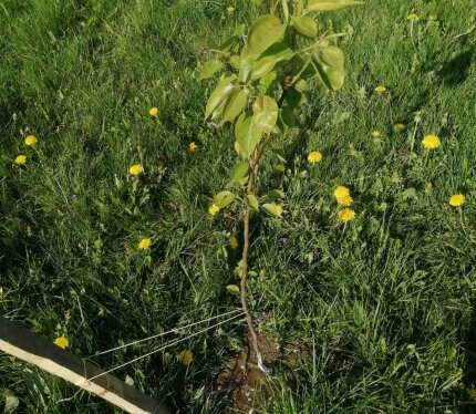 Ровный участок, прямоугольной формы, с Коммуникациями. Прекрасное место для отдыха, рядом лес, на территории с/т протекает река.