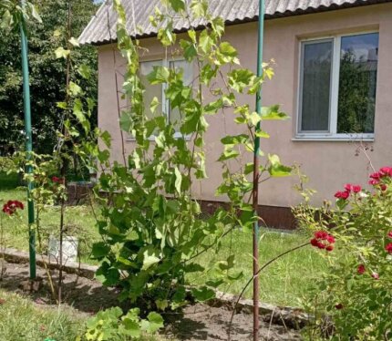 Фотография объекта